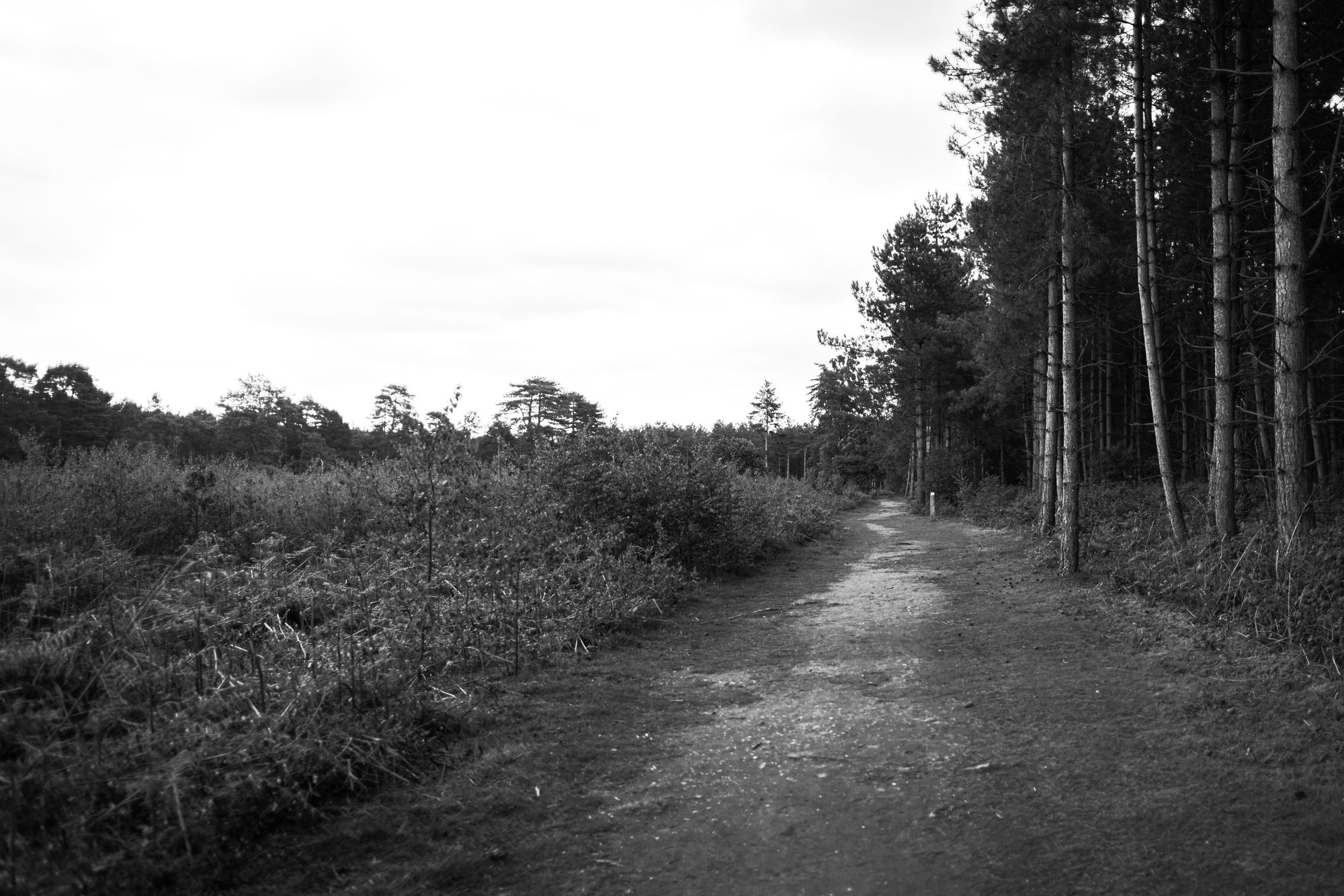 Rendlesham Forest, Suffolk