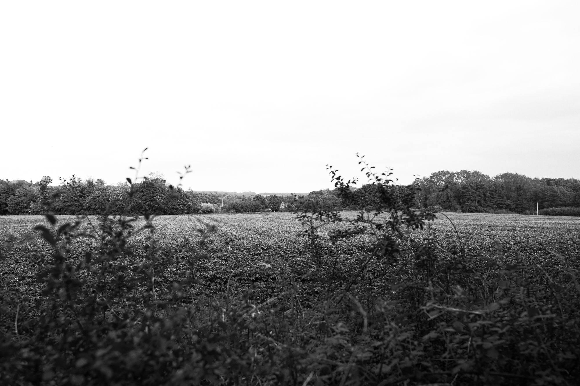 Rendlesham Forest, Suffolk