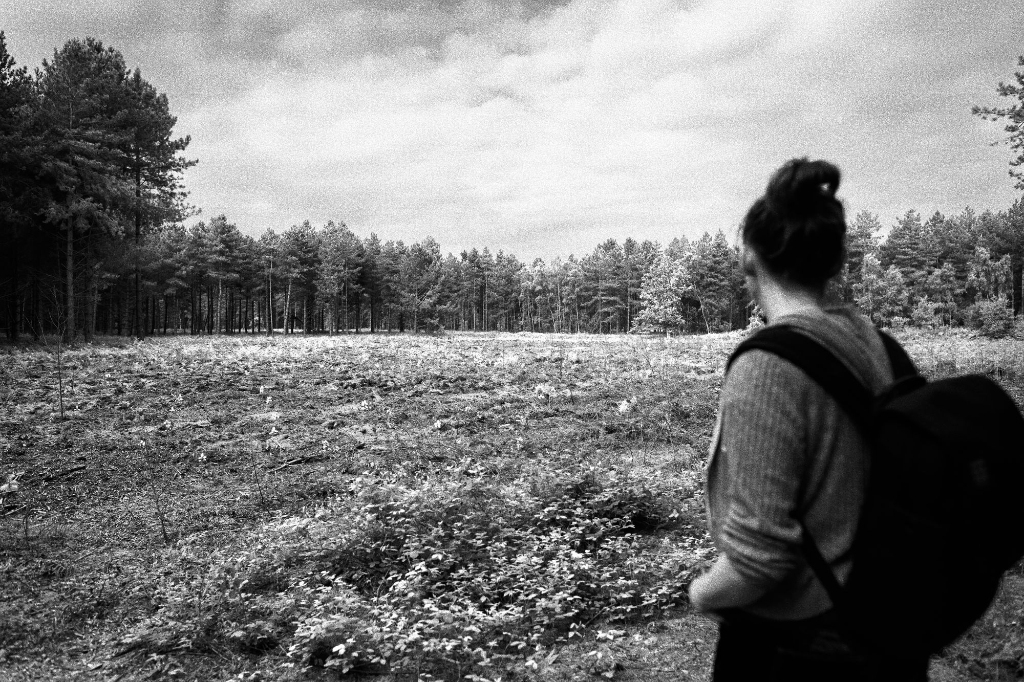 Rendlesham Forest, Suffolk